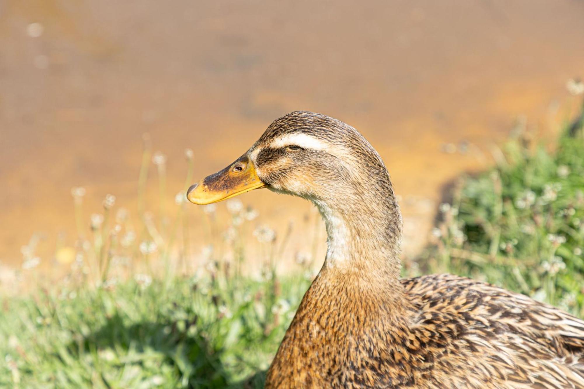 Lilac Lodge, 22 Roadford Lake Lodges Lifton エクステリア 写真